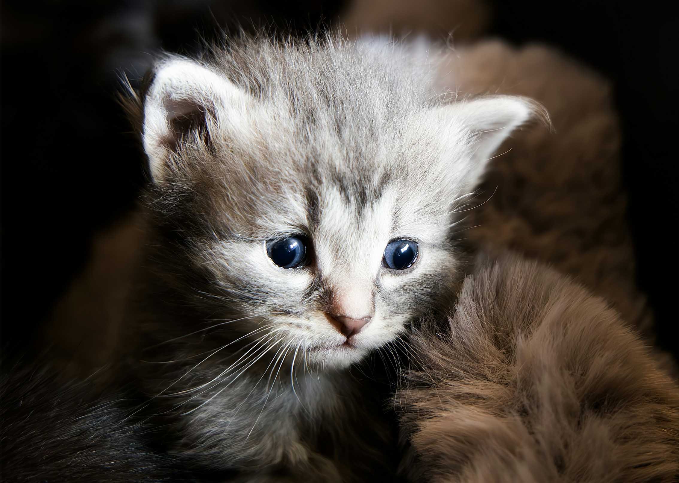 cover Third arrest after cat shot dead in Paphos