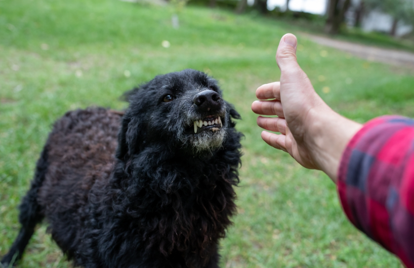 image Common situations that can increase the risk of a dog attack
