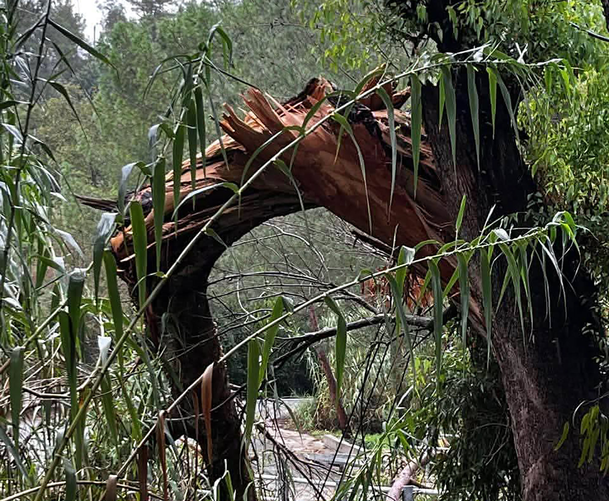 image Heavy rain affects roads across Paphos district, trees fall