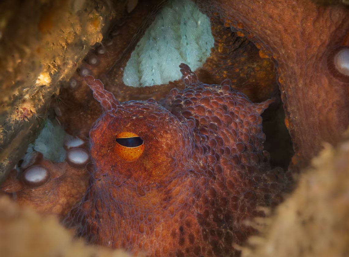 cover For fishermen, Britain&#8217;s climate-driven octopus boom is an opportunity, and a threat