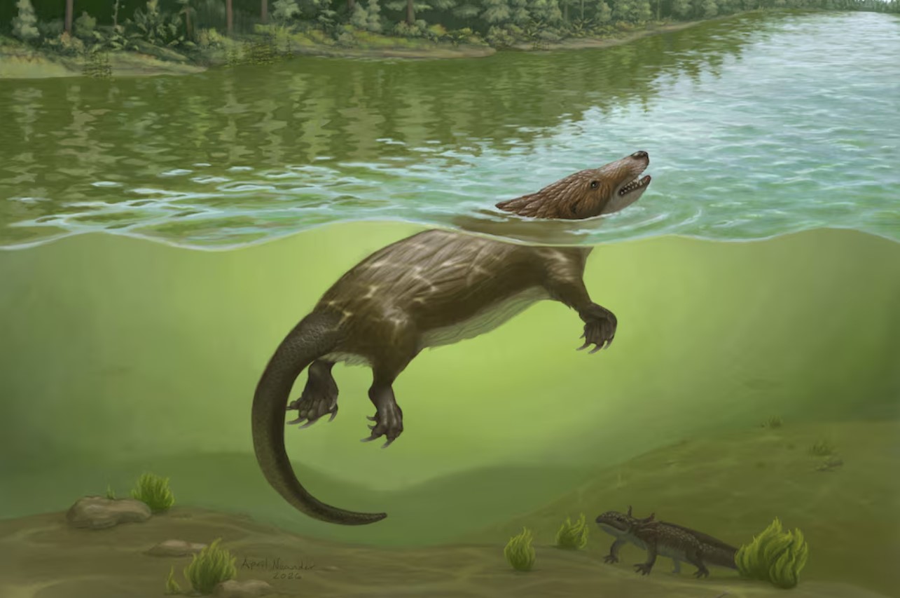 cover Otter-like critter swam lakes and rivers in the age of dinosaurs