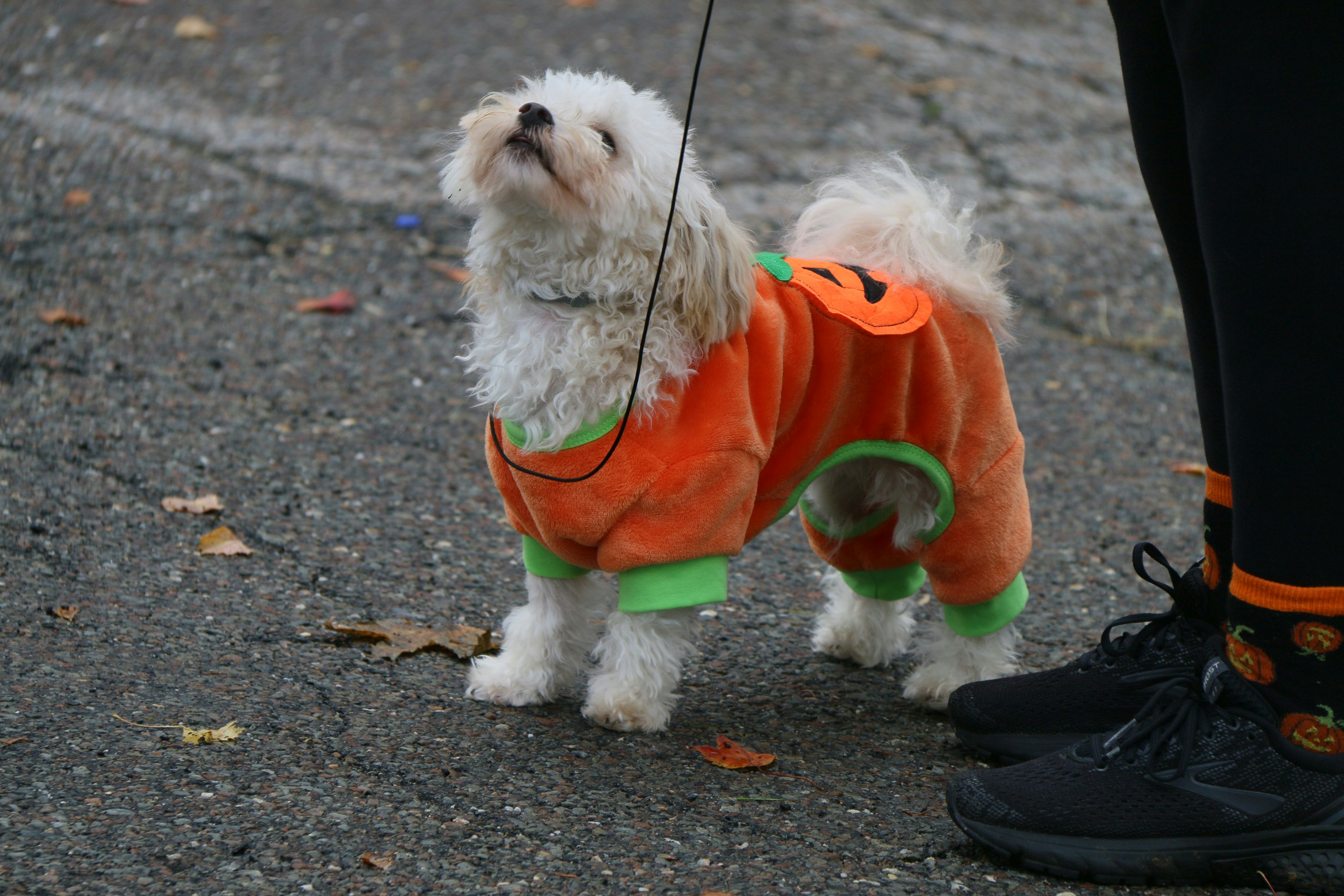 cover Cyprus’ first pet Halloween parade is here