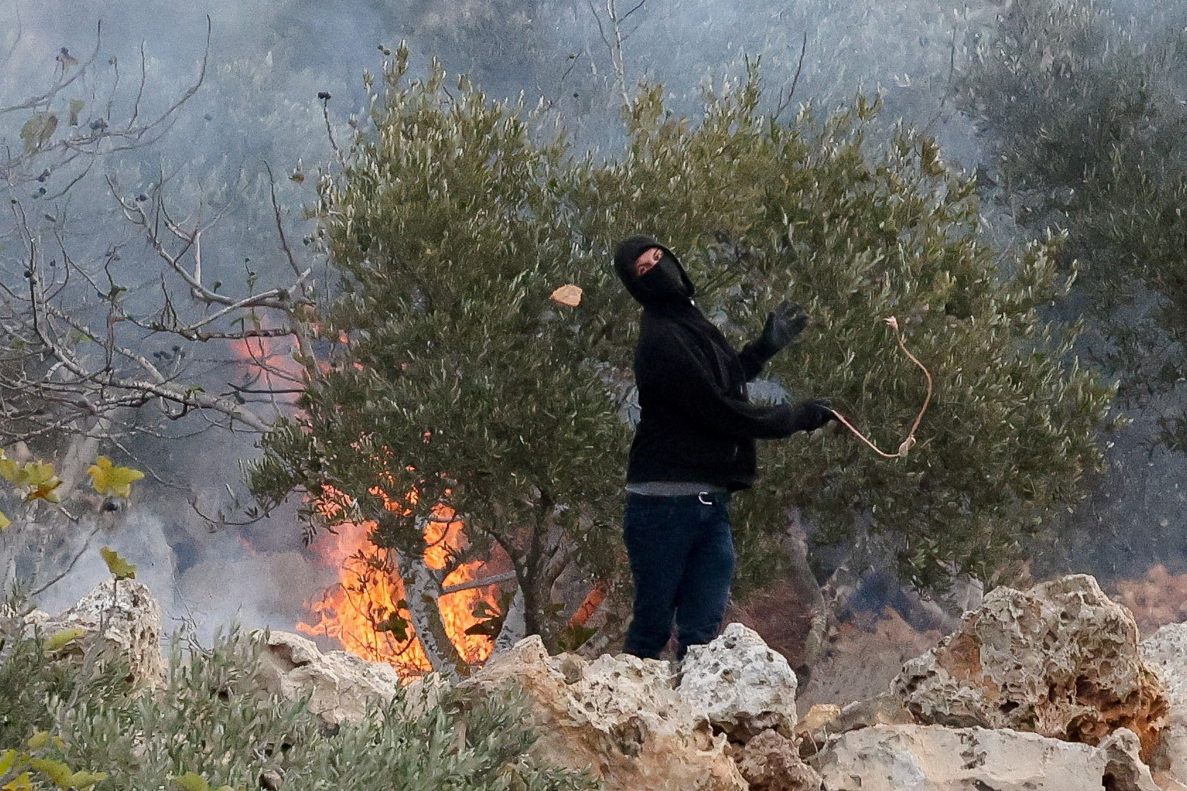 cover Israeli settlers burn olive trees, injure journalist in West Bank attack