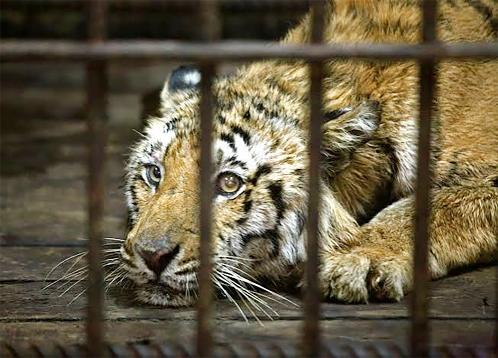 cover UK zoo reports &#8216;serious incident&#8217; at tiger enclosure