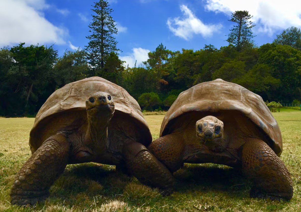cover A 194-year-old tortoise, world&#8217;s oldest land animal, may hold clues to longer life