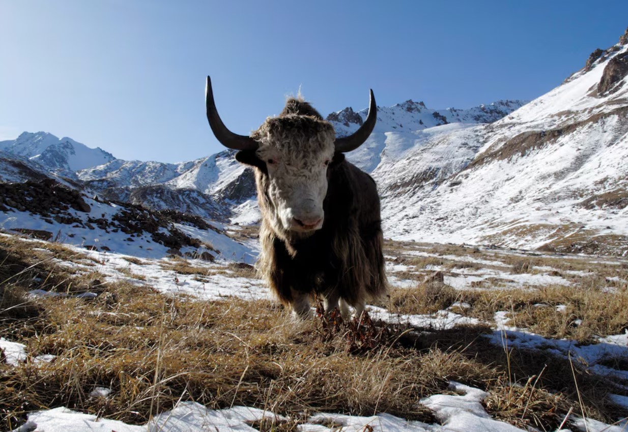 cover Famous Siberian cave yields remains of yak-like Ice Age mammal